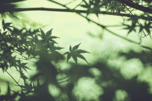 Japanese maple, twigs, leaves, green Japanese maple, twigs, leaves, green